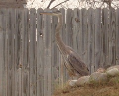 I am having mixed feelings about the magnificent Great Blue Heron that’s been visiting our goldfish pond…